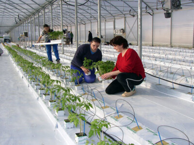 Uzgoj rajčice u hidroponima Uzgoj rajčice u hidroponima