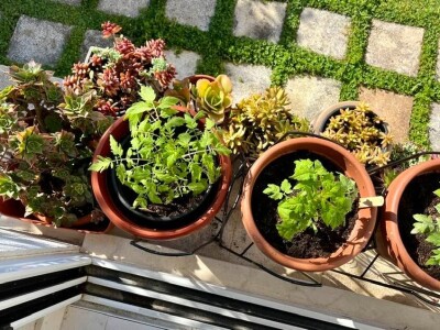 Čuvanje sjemena rajčica