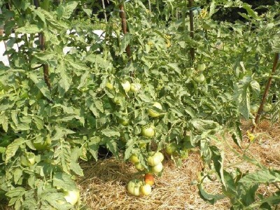 Rajčice u eko-vrtu OPG Vedran Pezelj