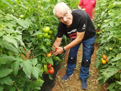 OPG MILAN RAK / COLIĆ TRADE: Umirovljenik iz Rakova sela povećao proizvodnju rajčice sa 3 na 60 tona!