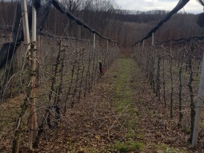 Rak kore jabuka Rak kore jabuka