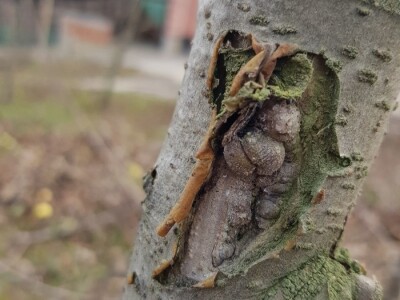 Rak kore jabuka Rak kore jabuka