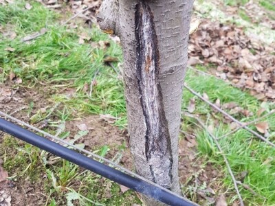 Rak kore jabuka Rak kore jabuka