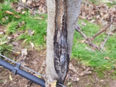 Rak kore jabuka Rak kore jabuka