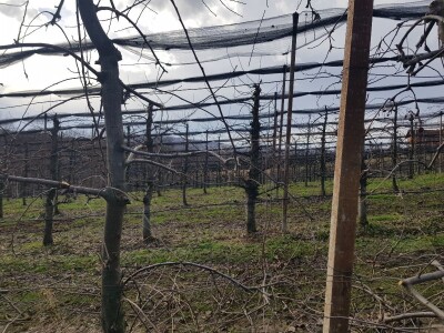 Rak kore jabuka Rak kore jabuka