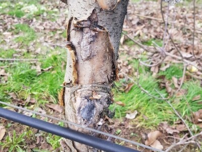 Rak kore jabuka Rak kore jabuka