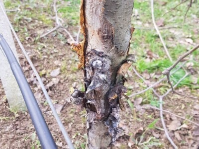 Rak kore jabuka Rak kore jabuka