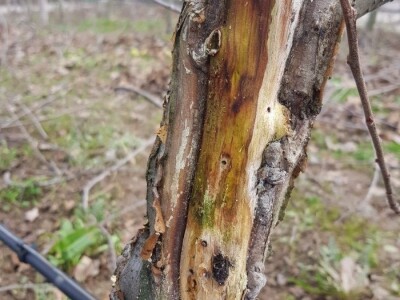 Rak kore jabuka Rak kore jabuka