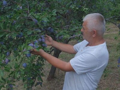 Rakija mora da "odleži"