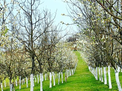 "Rakija sa srijemuž": Svako jutro popiti "za prst", ali poprijeko