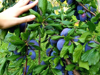 "Rakija sa srijemuž": Svako jutro popiti "za prst", ali poprijeko