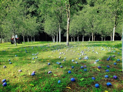 "Rakija sa srijemuž": Svako jutro popiti "za prst", ali poprijeko