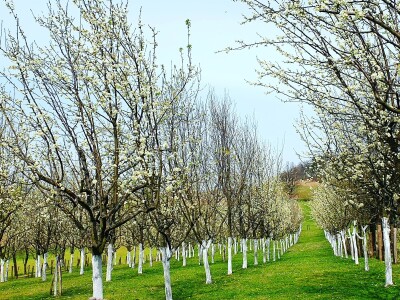 "Rakija sa srijemuž": Svako jutro popiti "za prst", ali poprijeko