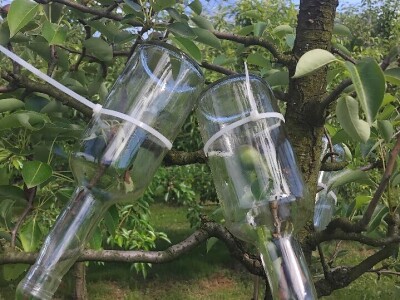 Rakija Viljamovka s kruškom u flaši Rakija Viljamovka s kruškom u flaši