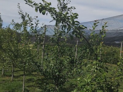 Rakija Viljamovka s kruškom u flaši Rakija Viljamovka s kruškom u flaši