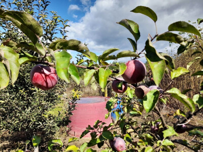 Rakije "Jedna" Dinka Romića
