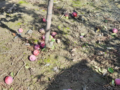 Rakije "Jedna" Dinka Romića