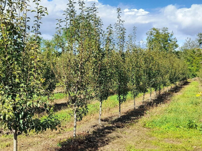 Rakije "Jedna" Dinka Romića