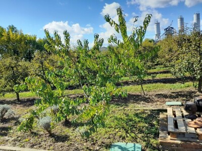 Rakije "Jedna" Dinka Romića