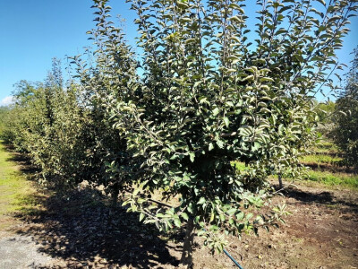Rakije "Jedna" Dinka Romića