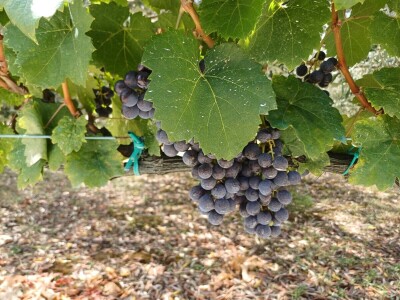 Rana berba grožđa u Hercegovini