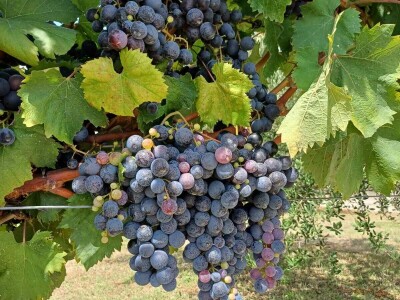 Rana berba grožđa u Hercegovini