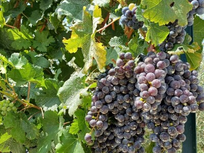 Rana berba grožđa u Hercegovini