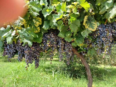 Rana berba grožđa u Hercegovini