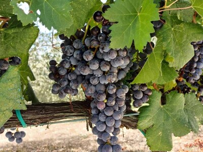 Rana berba grožđa u Hercegovini