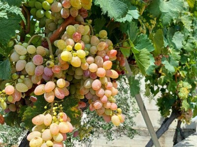 Rana berba grožđa u Hercegovini