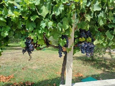 Rana berba grožđa u Hercegovini