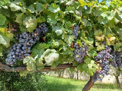 Rana berba grožđa u Hercegovini