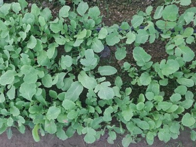 Rana proizvodnja povrća