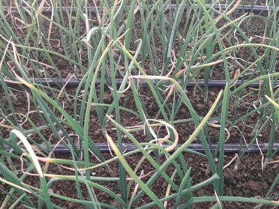 Rana proizvodnja povrća