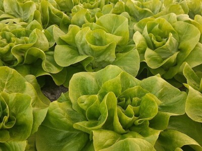 Rana proizvodnja povrća