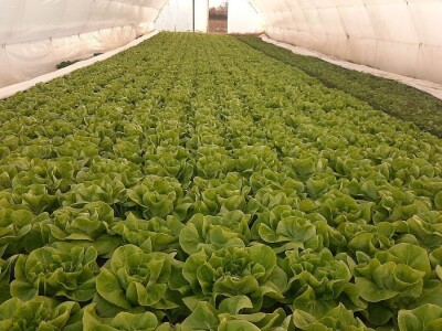 Rana proizvodnja povrća