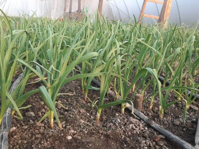 Rana proizvodnja povrća