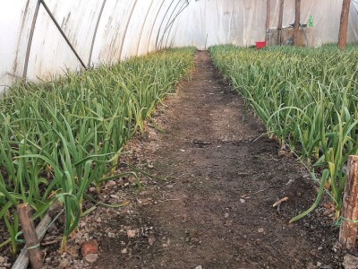 Rana proizvodnja povrća