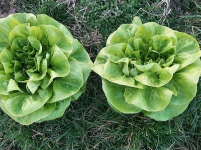 Rana proizvodnja povrća