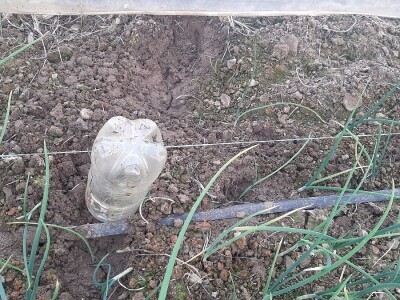 Rana proizvodnja povrća