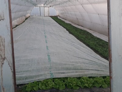 Rana proizvodnja povrća