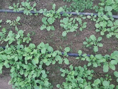 Rana proizvodnja povrća