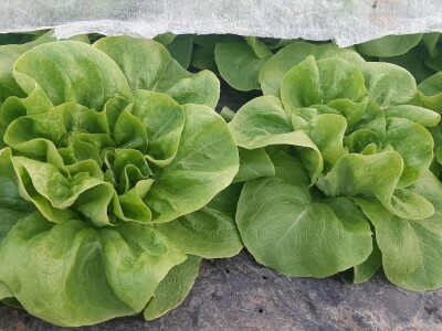 Rana proizvodnja povrća