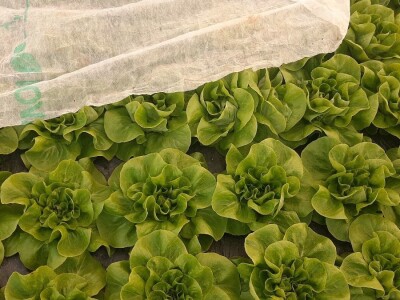 Rana proizvodnja povrća