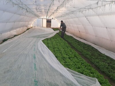 Rana proizvodnja povrća