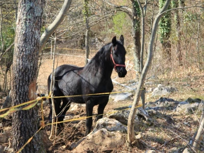 Ranč Anđeli
