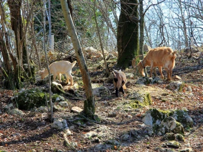 Ranč Anđeli