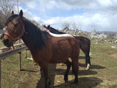 Ranč Miljacka Tomislavgrad Ranč Miljacka Tomislavgrad