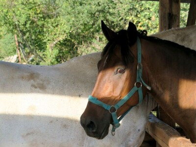 Ranč "Nemir i Sjena"