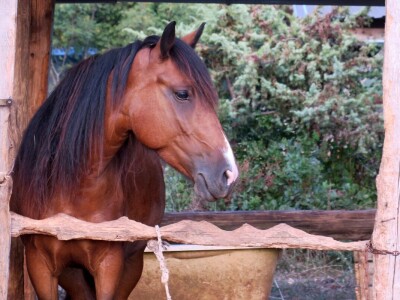 Ranč "Nemir i Sjena"